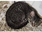 Sia Domestic Shorthair Kitten Female