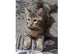 Rudolph Domestic Shorthair Kitten Male