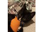 Cedar (with Willow) Domestic Shorthair Kitten Male