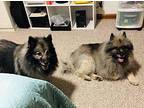 Ellie *Courtesy Cupid* Keeshond Senior Female