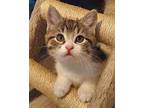 Twinkle Domestic Shorthair Kitten Female