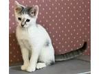 Ellis (bold and outgoing) Domestic Shorthair Kitten Female