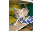 Brody Domestic Shorthair Adult Male