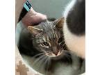 Eden Domestic Shorthair Senior Male