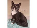 Leon Domestic Shorthair Young Male