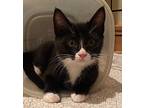 Juniper (with Spruce) Domestic Shorthair Kitten Female