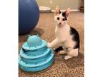 Precious - In Foster Domestic Shorthair Kitten Female