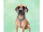 Harken Great Dane Adult Male