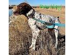 Bentley German Shorthaired Pointer Adult Male