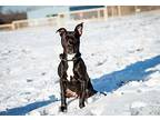 Vladimir American Staffordshire Terrier Adult Male