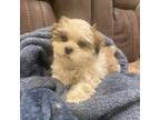 Mal-Shi Puppy for sale in Benton Harbor, MI, USA