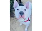 Adopt CLEO a Pit Bull Terrier, Mixed Breed