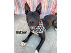 Adopt Blitzen a Basenji, Labrador Retriever