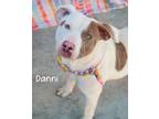 Adopt Danni a Pit Bull Terrier
