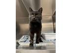 Adopt Cobweb a Domestic Short Hair