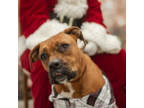 Adopt Honey a Boxer