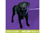 Adopt Giselle a Labrador Retriever