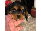 Cavalier King Charles Spaniel Puppy for sale in Tallahassee, FL, USA