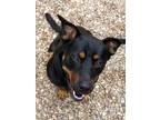 Adopt Nadia a Rottweiler