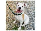 Adopt Chardonnay a Boxer, American Staffordshire Terrier
