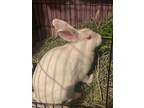 Adopt Cheesecake a Florida White, Britannia Petite