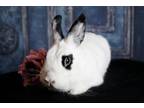 Adopt Isadora a Hotot