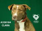 Adopt CLARA a Labrador Retriever, Australian Shepherd