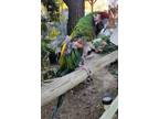 Adopt Kermit a Macaw