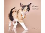 Adopt Chulita a Calico, Domestic Short Hair