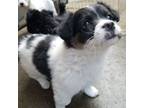 Adopt Mandi a Pomeranian, Cavalier King Charles Spaniel