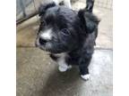 Adopt Sally a Pomeranian, Miniature Poodle