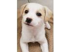 Adopt Lily a Yellow Labrador Retriever, Labradoodle