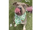 Adopt Chula a American Staffordshire Terrier