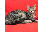 Adopt Sapphire a Tabby, Domestic Short Hair