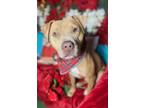 Adopt Amazing Josie a American Staffordshire Terrier