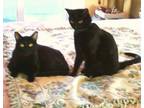 Adopt Katie and Brenna a Domestic Short Hair
