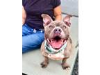 Adopt Peaches a American Bully, Mixed Breed