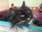 Adopt Mamacita a Domestic Medium Hair