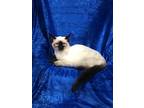 Adopt Tinsely a Siamese, Ragdoll