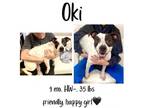 Adopt Oki a Mixed Breed