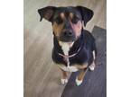Adopt Laci - fostered in Omaha a Beagle, Hound