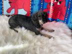 Adopt GYPSY a Poodle