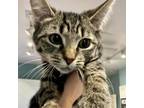 Adopt Billie (paired with Lilith) a Domestic Short Hair