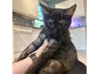 Adopt Lilith (paired with Billie) a Domestic Short Hair