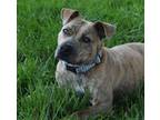 Adopt Dottie a Pit Bull Terrier