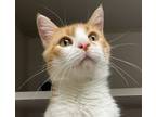 Adopt Pine - Bonded with Prancer a Domestic Short Hair