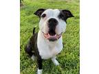 Adopt Billy a Black - with White Boxer / Bull Terrier / Mixed dog in Houston