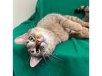 Adopt Navi - At PetSmart in Mankato a Domestic Short Hair