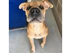 Adopt Regis a Tan/Yellow/Fawn Bullmastiff / Mixed dog in Clarksdale