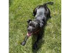 Adopt Polly Pocket a Black - with White Pit Bull Terrier / Mixed dog in
